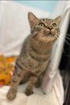 Joanie: Visit at Lynchburg Petsmart