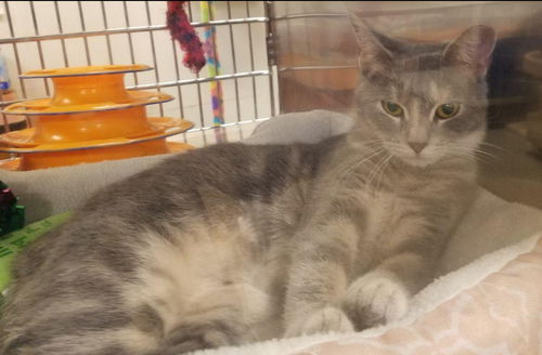 Linda - Visit at Lynchburg PetSmart