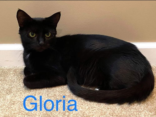 Gloria: Not at the shelter