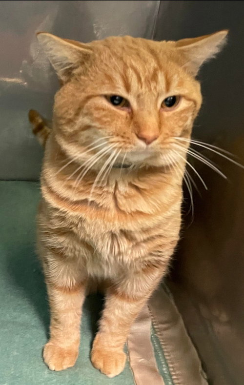 Tuttles - At the Shelter
