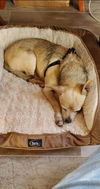 Toby - Not At the Shelter