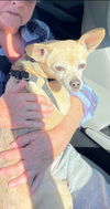 Toby - Not At the Shelter