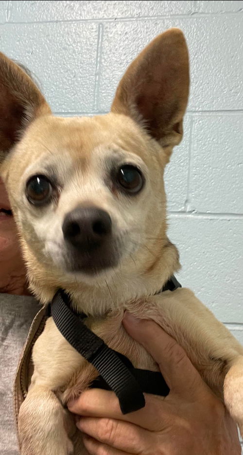 Toby - Not At the Shelter