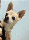 Toby - Not At the Shelter