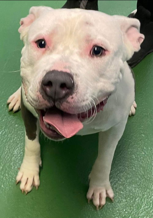 Albus: At the Shelter