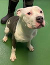 Albus: At the Shelter