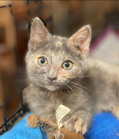 Buttons: Visit at Lynchburg Petsmart