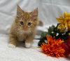 Bridger - At the Shelter