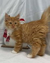 Bridger - At the Shelter