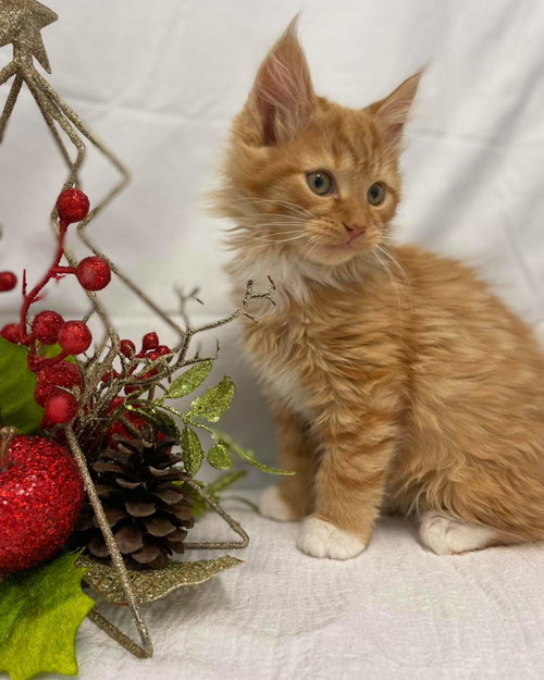 Bridger - At the Shelter