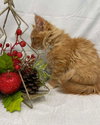 Bridger - At the Shelter