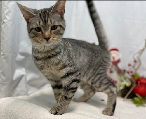 Michael - Not At the Shelter