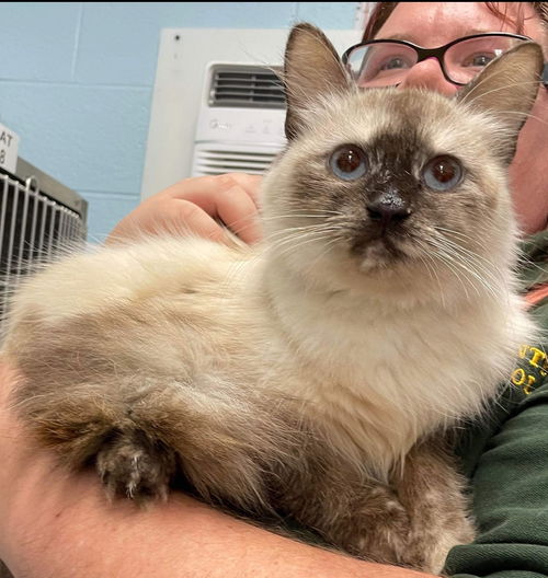 Willow - At the Shelter