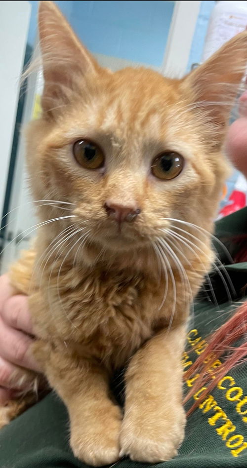 Nessie - At the Shelter