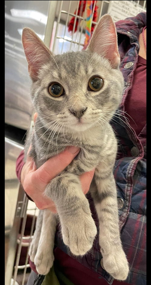 Ellus - Visit at Lynchburg PetSmart