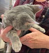 Ellus - Visit at Lynchburg PetSmart