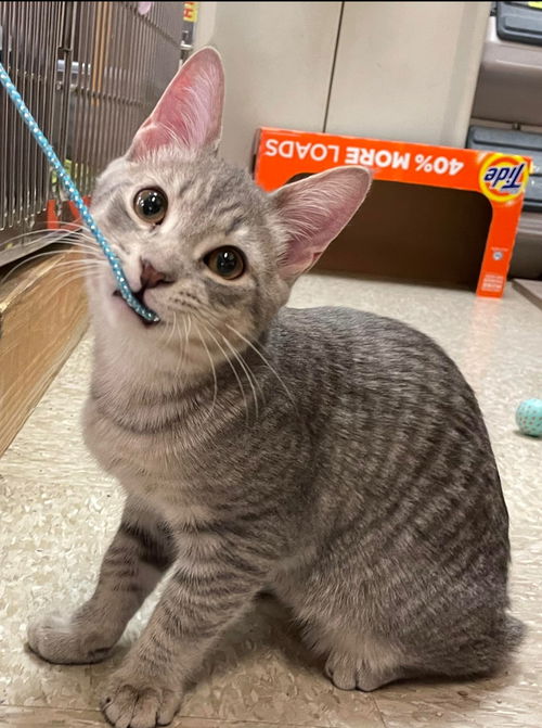Sam - Visit at Lynchburg PetSmart