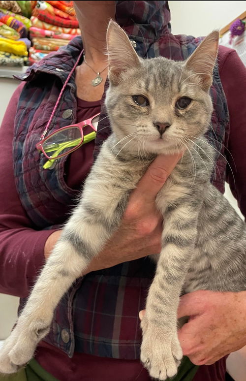 Flame - Visit at Lynchburg PetSmart