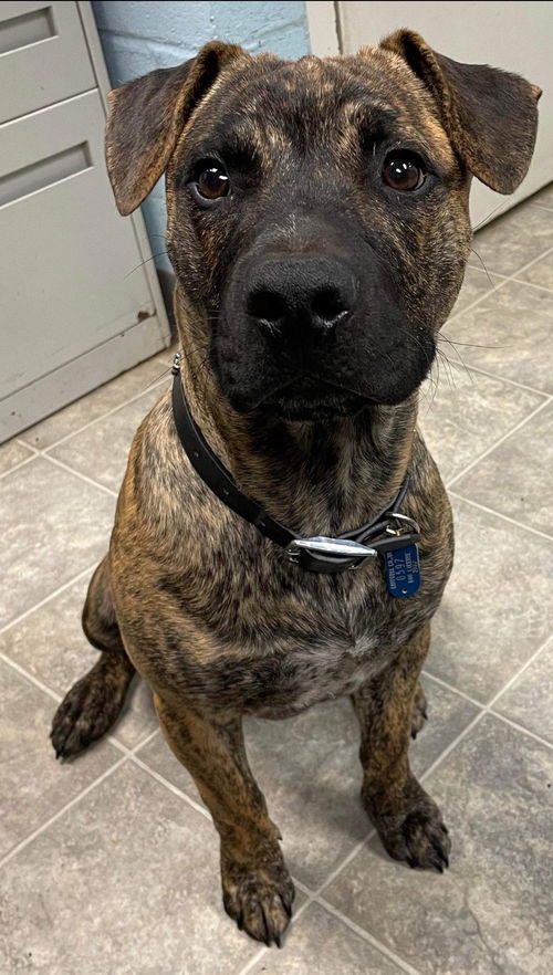 Loxley - At the Shelter
