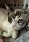 Matcha: Not At the Shelter