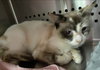 Matcha: Not At the Shelter