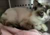 Matcha: Not At the Shelter