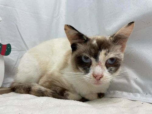 Matcha: Not At the Shelter