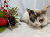 Matcha: Not At the Shelter