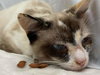 Matcha: Not At the Shelter
