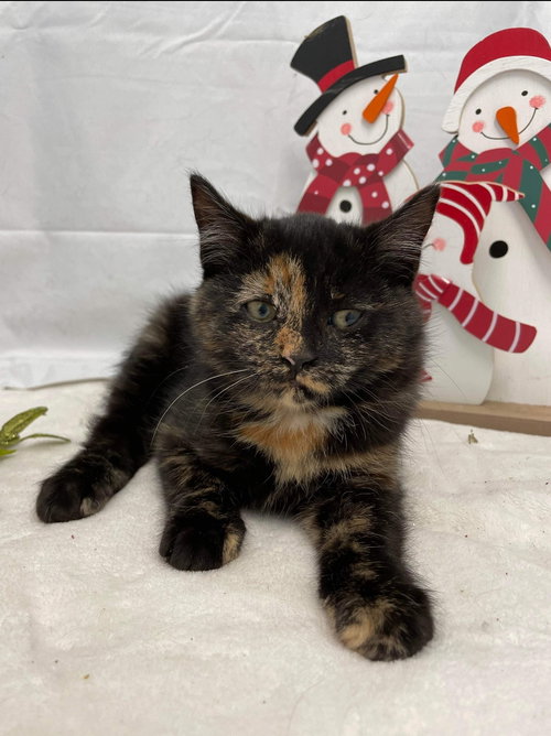 Dona - At the Shelter
