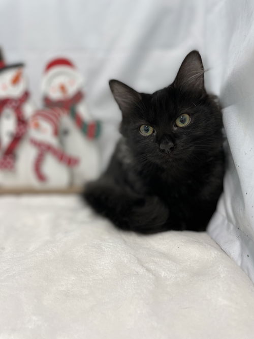 Barney: Visit at Petsmart