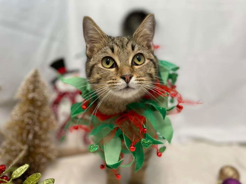 Flutter: Visit her at Petsmart in Lynchburg