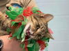 Flutter: Visit her at Petsmart in Lynchburg