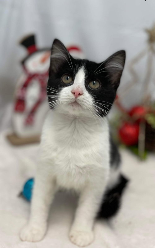 Julienne - Petsmart