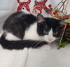 Julienne - Petsmart