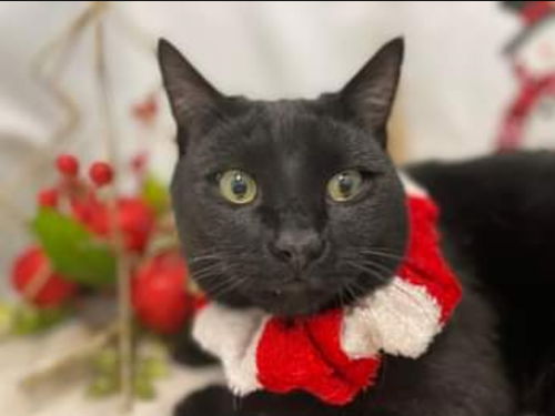 Olaf: Visit at Lynchburg Petsmart