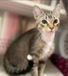 Nessa - Visit at Lynchburg Petsmart