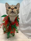 Nessa - Visit at Lynchburg Petsmart