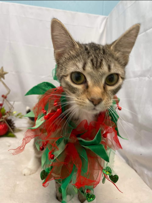 Nessa - Visit at Lynchburg Petsmart