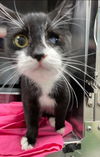 Poppon: at the shelter