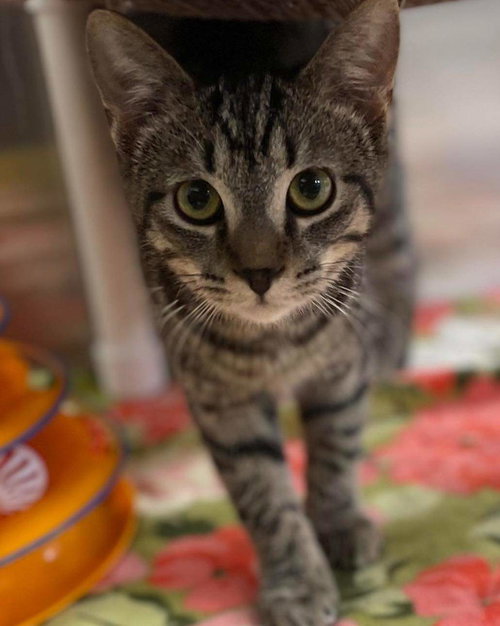 Dottie:  Visit at Lynchburg PetSmart