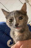Enoki - Visit at Lynchburg Petsmart