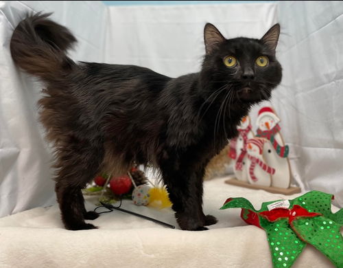 PJ - At the Shelter