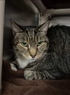 CT:  At the Shelter