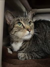 CT:  At the Shelter