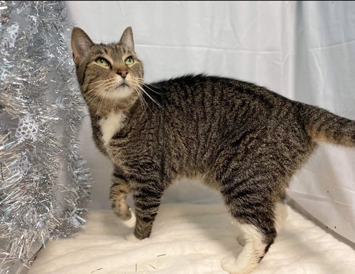 CT:  At the Shelter