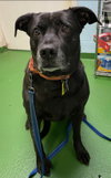 Molly:- Not At the Shelter