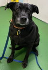 Molly:- Not At the Shelter