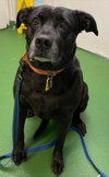 Molly:- Not At the Shelter