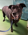 Molly:- Not At the Shelter
